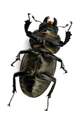 Female stag beetle macro - Lucanus cervus