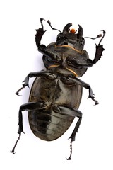 Stag beetle macro - Lucanus cervus