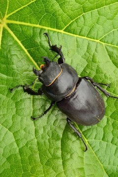 Female stag beetle macro - Lucanus cervus
