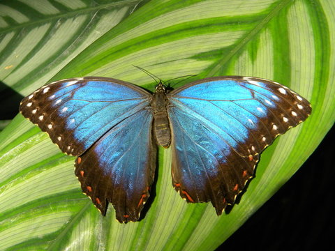 Big blue butterfly