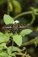 Tailed Jay Butterfly - Graphium agamemnon