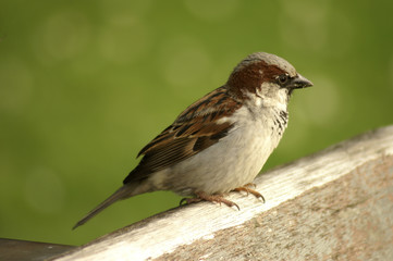 Spatz sitzt auf Parkbank