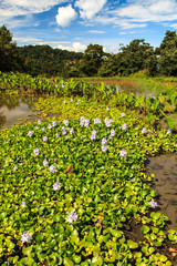 Lake side landscape with water plants