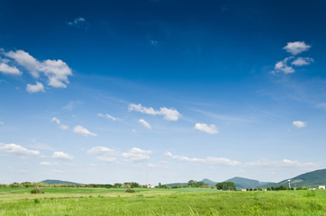 Obraz premium green field background