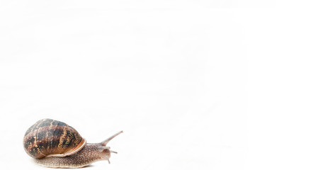 escargot