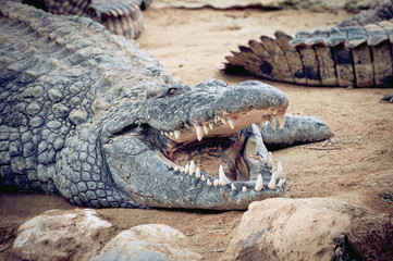 Fototapeta premium Crocodile gueule ouverte