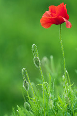 The green meadow blooming poppy.