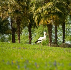 Obraz premium Stork on a meadow against palm trees