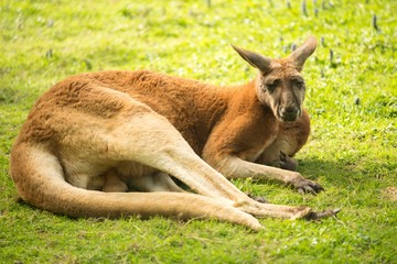 Kangaroo lying on a grass