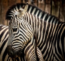 Fototapeta na wymiar Close-up z zebry