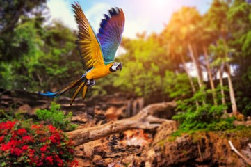 Picture of a tropical background