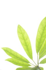 Green Leaves on Bright White Background