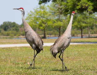 Fototapeta premium Sandhill Cranes in Pose