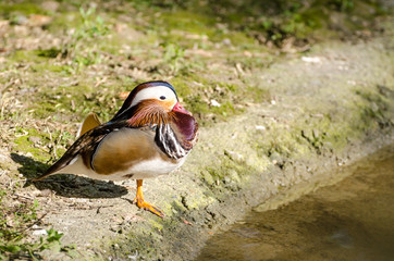 Mandarin duck male