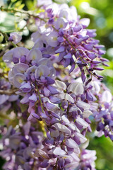 Fototapeta na wymiar blooming purple wisteria