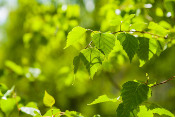 Fototapeta na wymiar fresh green leaves, small deep of sharpness