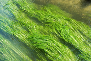 Wetland with Creek and Grass