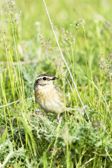 Whinchat in natural habitat (Saxicola rubetra)