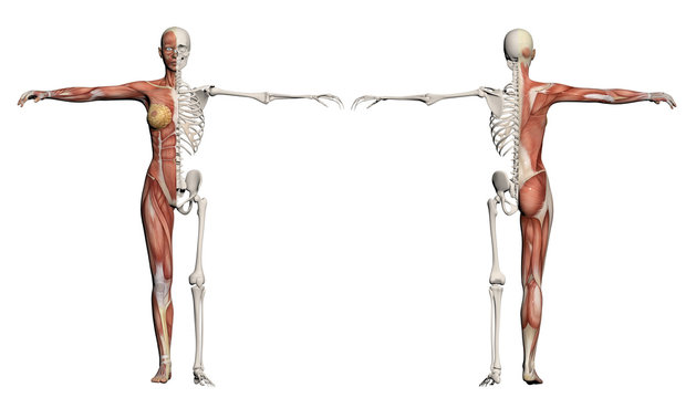 Human body of a female with muscles and skeleton