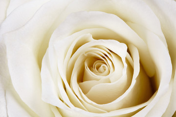 Fototapeta na wymiar Beautiful white rose.