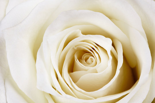 Beautiful white rose.