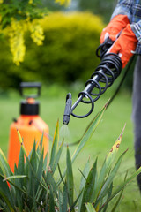 Protecting yucca plant from fungal disease, gardening concept
