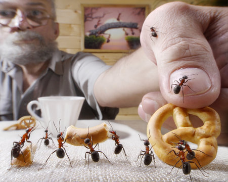 human rewards ants with bake