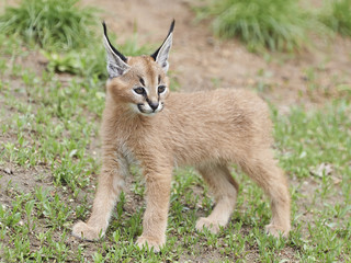 Caracal (Caracal caracal)