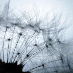 Washable wall murals Dandelions and water Dandelion closeup macro abstraction