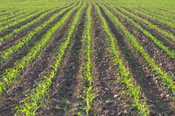 Agricultural field with young corn © pmartike