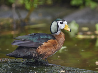 African Pygmy Goose (Nettapus auritus)