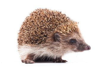 wild hedgehog isolated on white