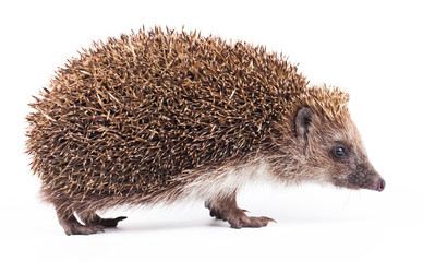 wild hedgehog isolated on white