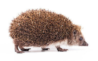 Obraz premium wild hedgehog isolated on white