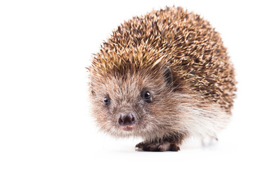 wild hedgehog isolated on white