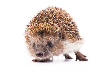 wild hedgehog isolated on white