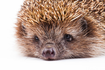 wild hedgehog isolated on white