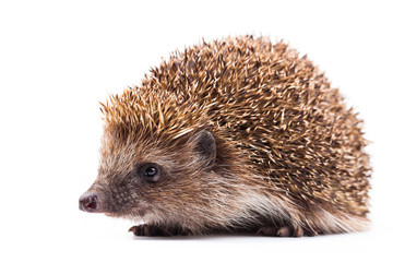 Obraz premium wild hedgehog isolated on white