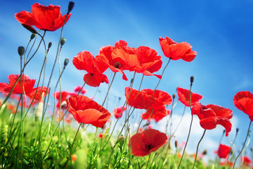 Fototapeta premium Makowi kwiaty na polu i słonecznym dniu