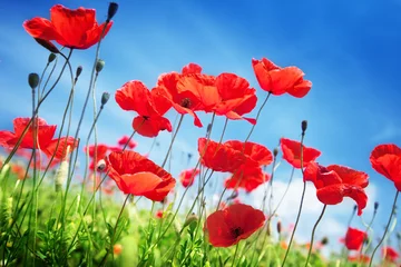Foto op Canvas Poppy bloemen op veld en zonnige dag © Iakov Kalinin