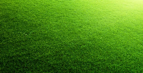 Crédence de cuisine en verre imprimé Printemps Green grass background