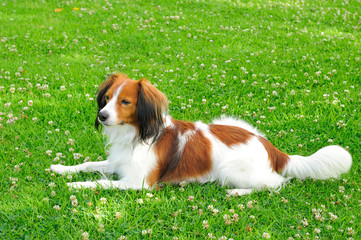 A Beautiful Young Dog Laying on a Lawn