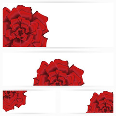 Set of red roses isolated on white background
