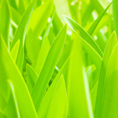 Fresh green leaves background