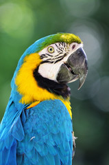 ルリコンゴウインコ