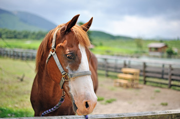 馬のポートレート