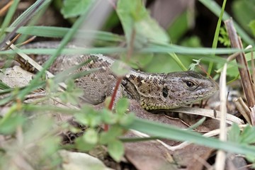 Weibliche Zauneidechse (Lacerta agilis)