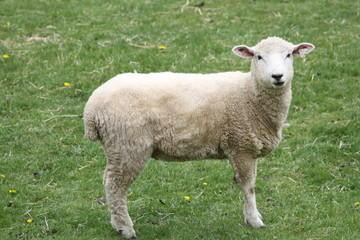 Obraz na płótnie Canvas Romney Sheep Ewe