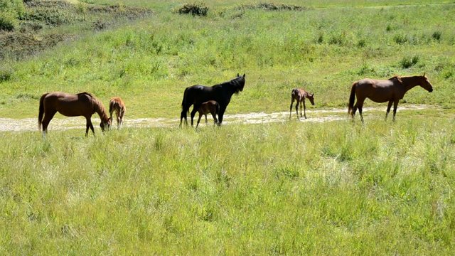 Tres yeguas y sus tres potros en el campo