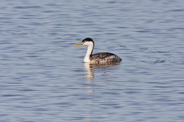 Western Grebe on the water